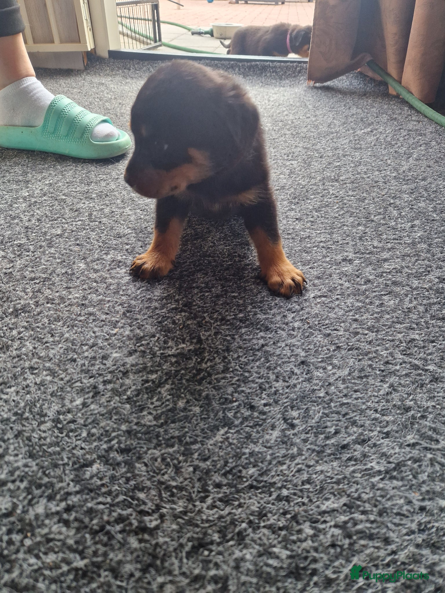 Rottweiler honden te koop: Super mooie rottweilerpups - Advertentie 7