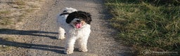 Kruising honden ter dekking: Prachtige Tibetoodle dekreu in Amsterdam - Advertentie 3