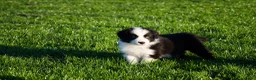 Kruising honden te koop: Border Collie Aussie pups geboren op boerderij(BE) - Advertentie 2