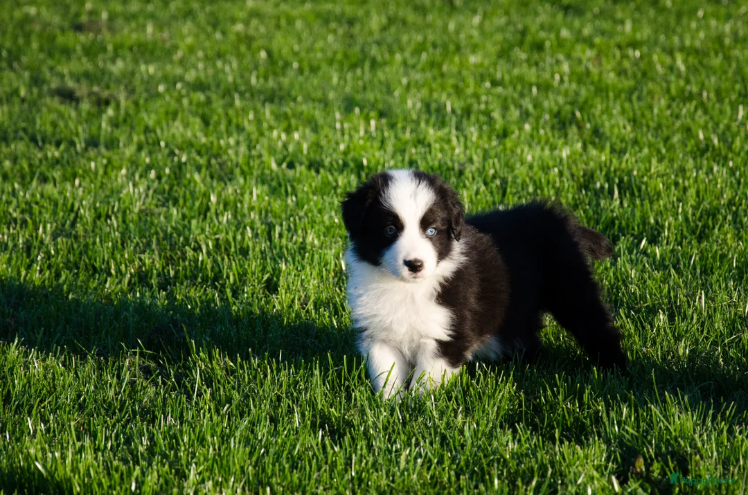 Kruising honden te koop: Border Collie Aussie pups geboren op boerderij(BE) - Advertentie 2