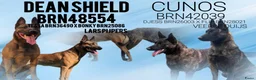 Kruising honden te koop: Mechels teefje voor passend (sport)huis in Sint-Michielsgestel - Advertentie 2