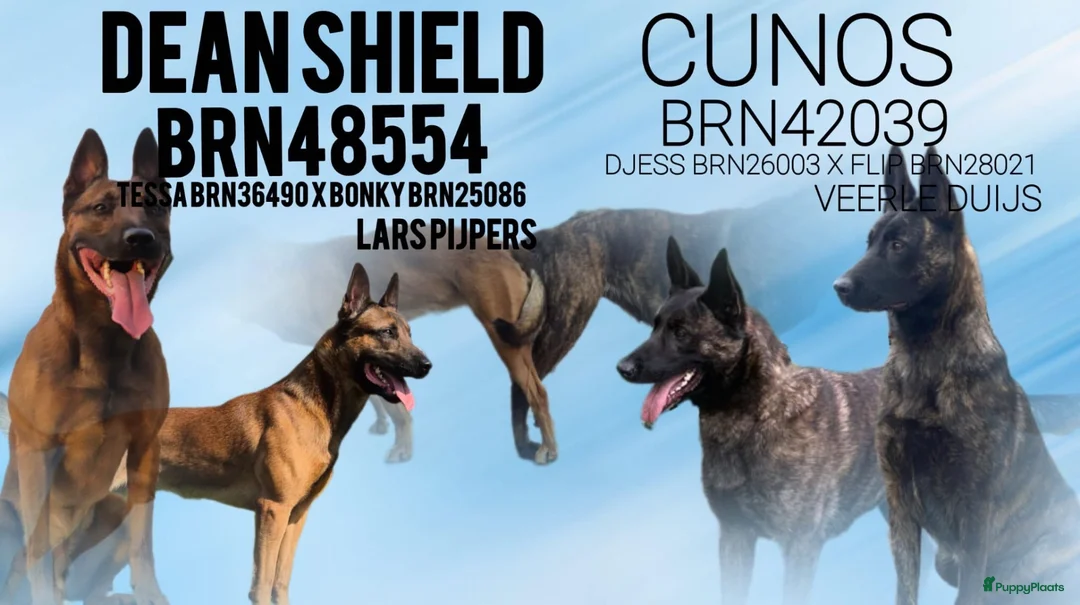 Kruising honden te koop: Mechels teefje voor passend (sport)huis in Sint-Michielsgestel - Advertentie 2