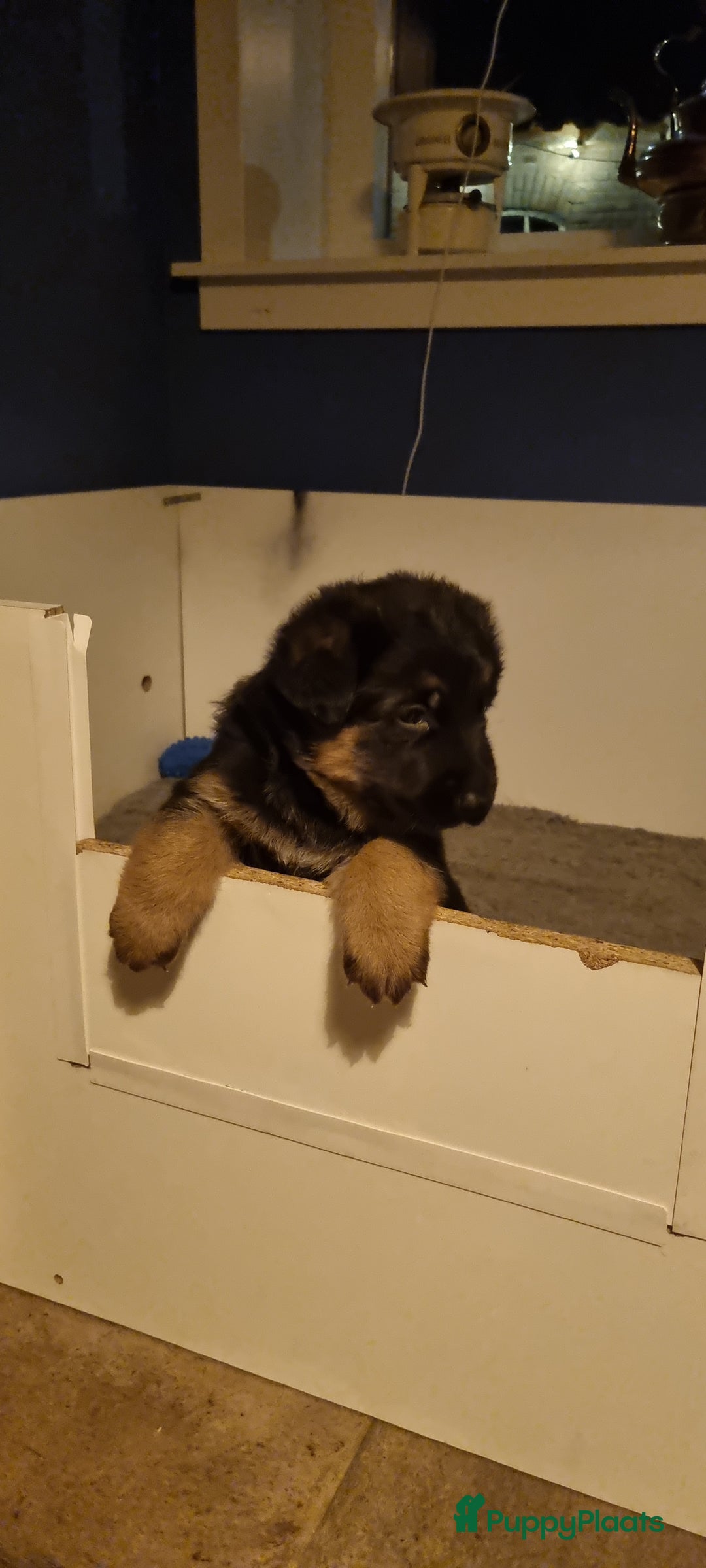 Duitse Herder honden te koop: Prachtige reu te koop - Advertentie 3