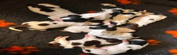 Engelse Springer Spaniel honden te koop: Engelse Springer Spaniel pups FCI stamboom - Advertentie 6