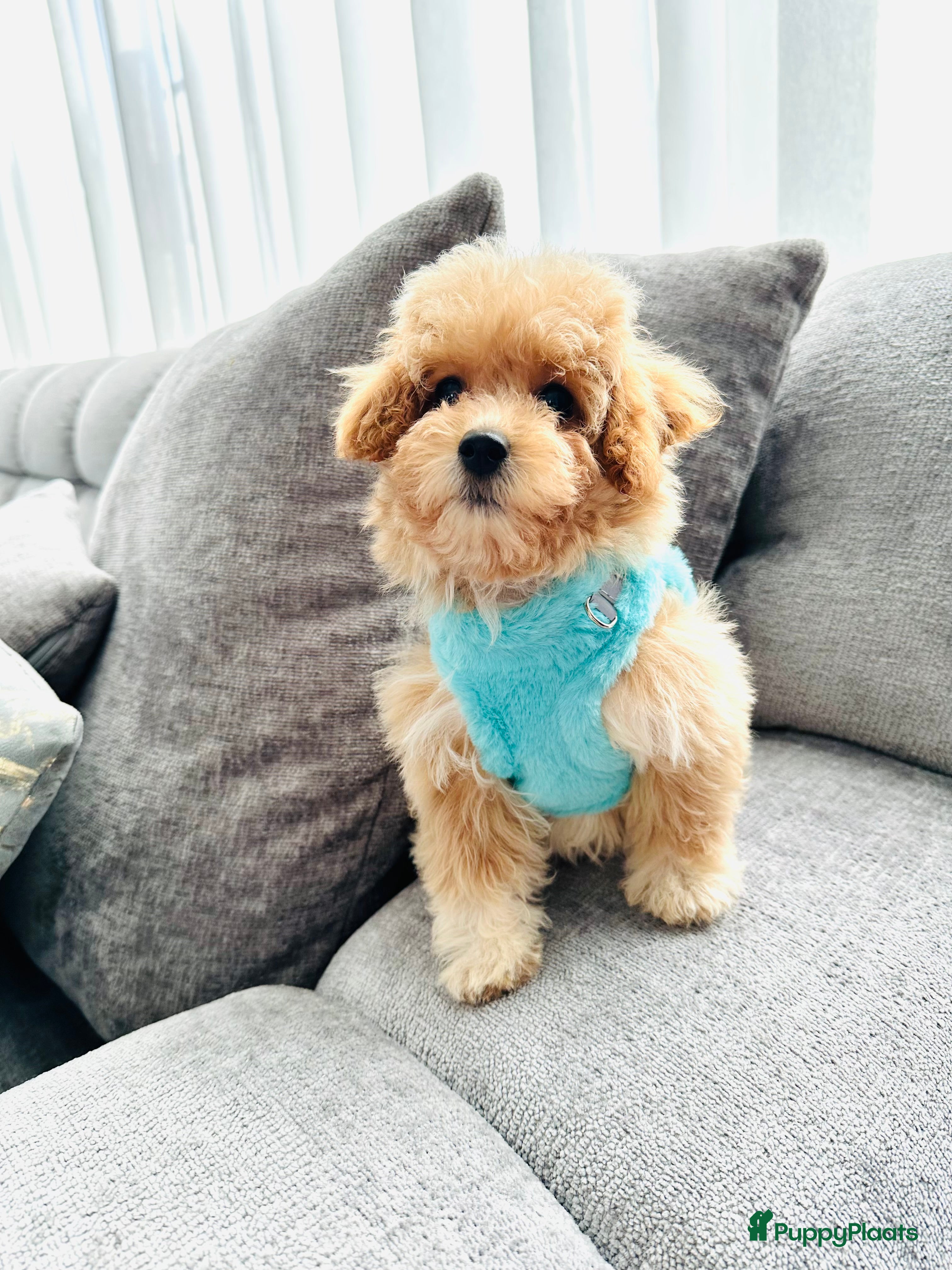 Maltipoo honden Bijzonder mooie maltipoo pups kunnen bijna weg - Advertentie 2