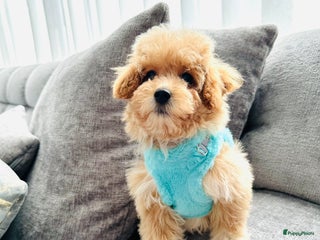 Maltipoo honden Bijzonder mooie maltipoo pups kunnen bijna weg - Advertentie 2