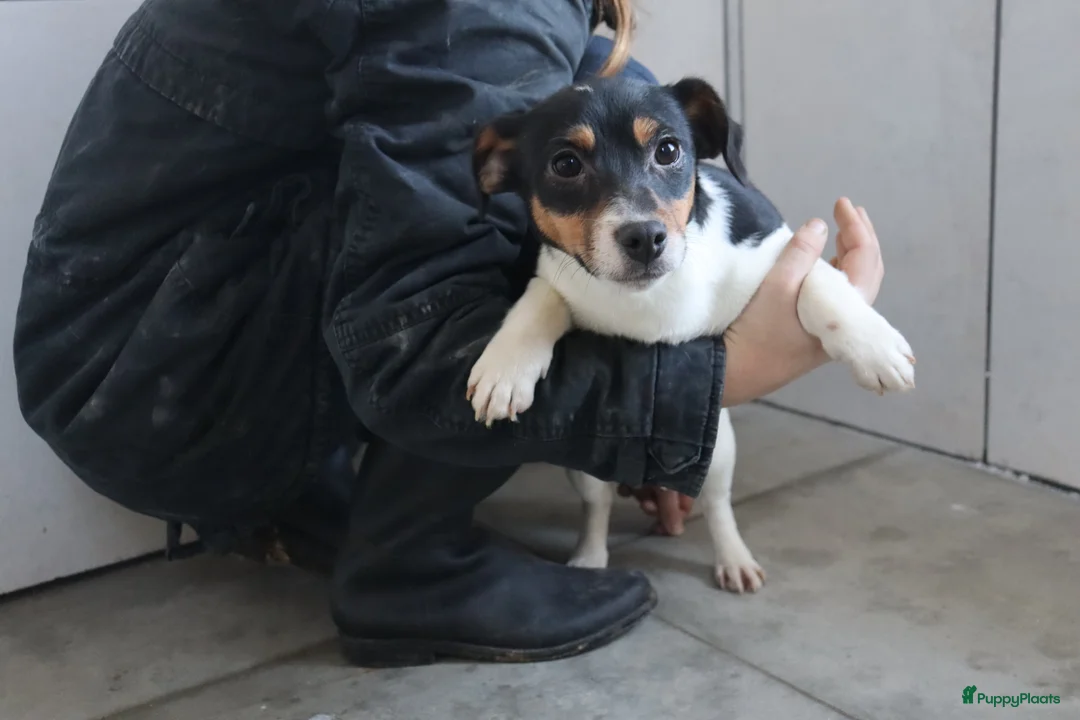 Jack Russel Terriër honden te koop: Zeer lieve en mooie jack russels te koop - Advertentie 6