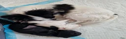 Pomchi honden te koop: Pomchi teefje - Advertentie 7