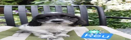 Kruising honden te koop: Prachtig nestje Boomer x EngelseCockerSpanielpups - Advertentie 5