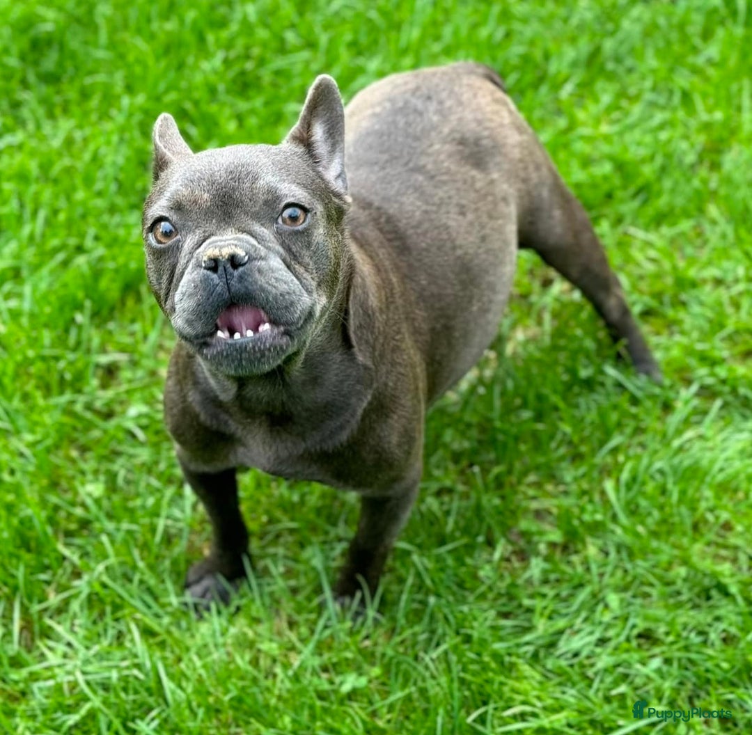 Franse Bulldog honden te koop: Franse bulldog pups - Advertentie 16