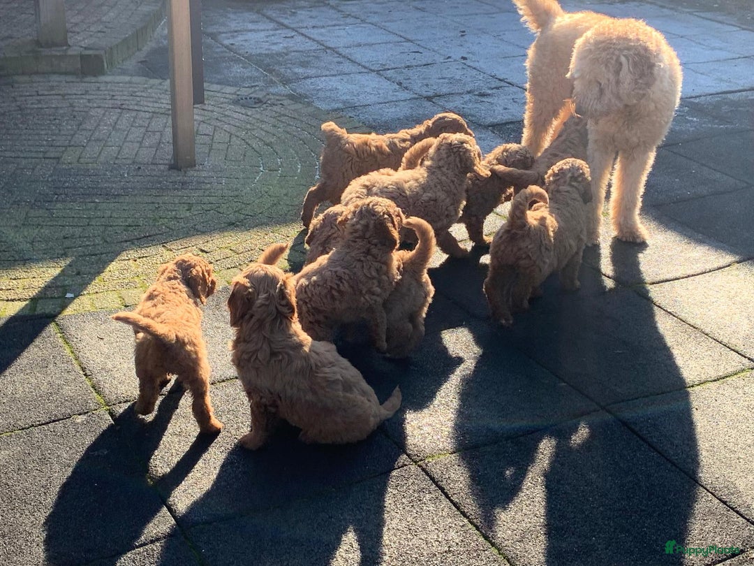 Kruising honden te koop: Goldendoodle multigen reutjes mogen verhuizen - Advertentie 12