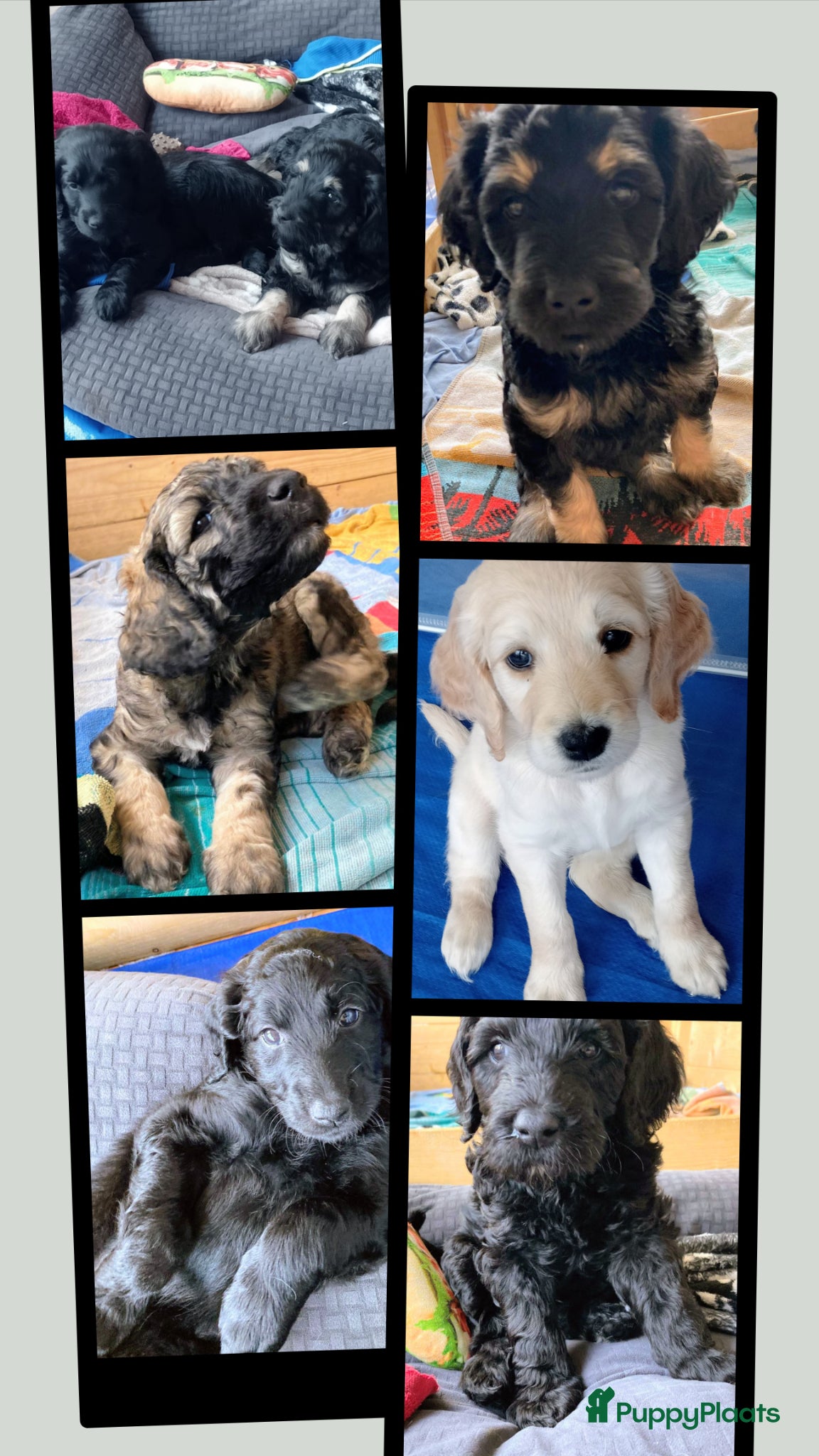 Labradoodle honden Labradoodle puppies  - Advertentie 7