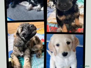 Labradoodle honden Labradoodle puppies - Advertentie 9