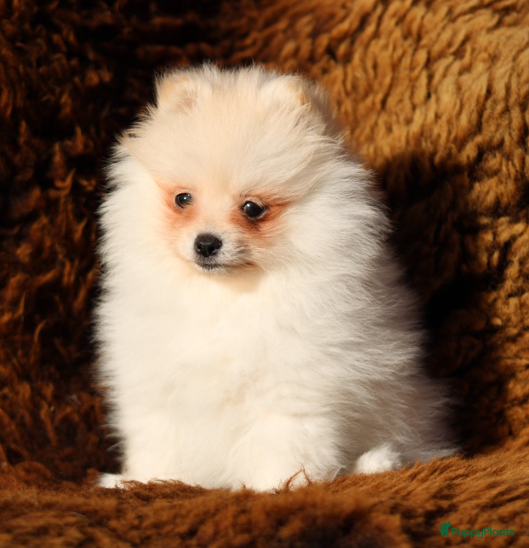 Pomeriaan honden te koop: Pomeriaan pup 100% raszuiver - Advertentie 2