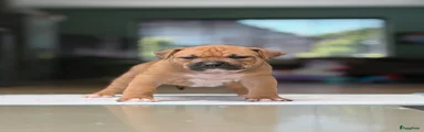 Amerikaanse Bully Puppy 6