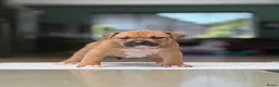 Amerikaanse Bully honden te koop: American Bully XL puppy’s  in Breda - Advertentie 4