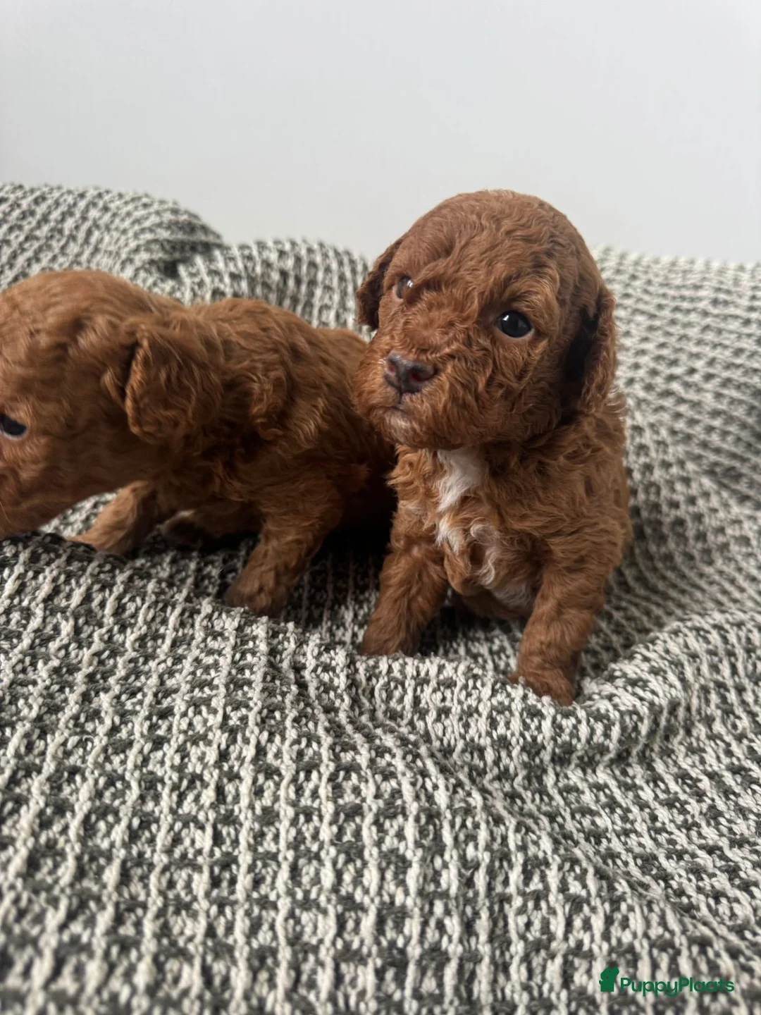 Poedel Toy honden te koop: Toypoedel pups te koop - Advertentie 1