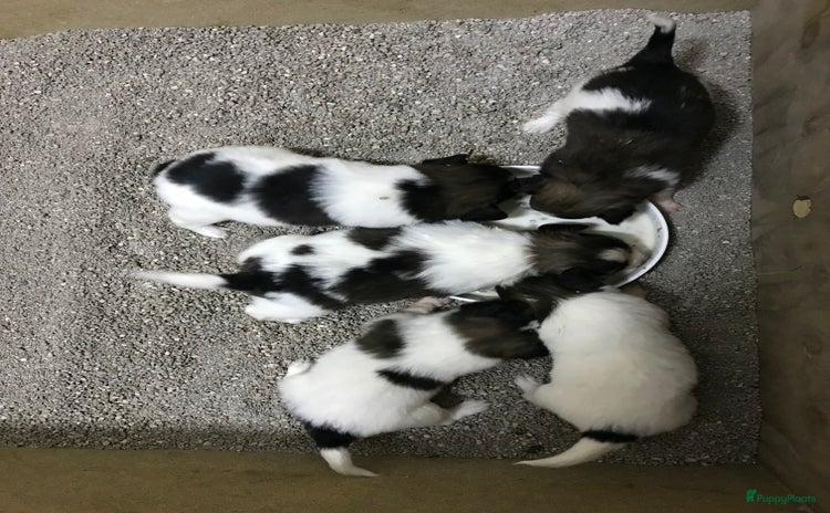 Vlinderhondje honden - Advertentie 6