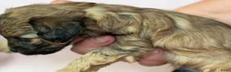 Kruising honden te koop: Prachtige Chi-doodle pups (chihuahua-toypoedel) - Advertentie 18