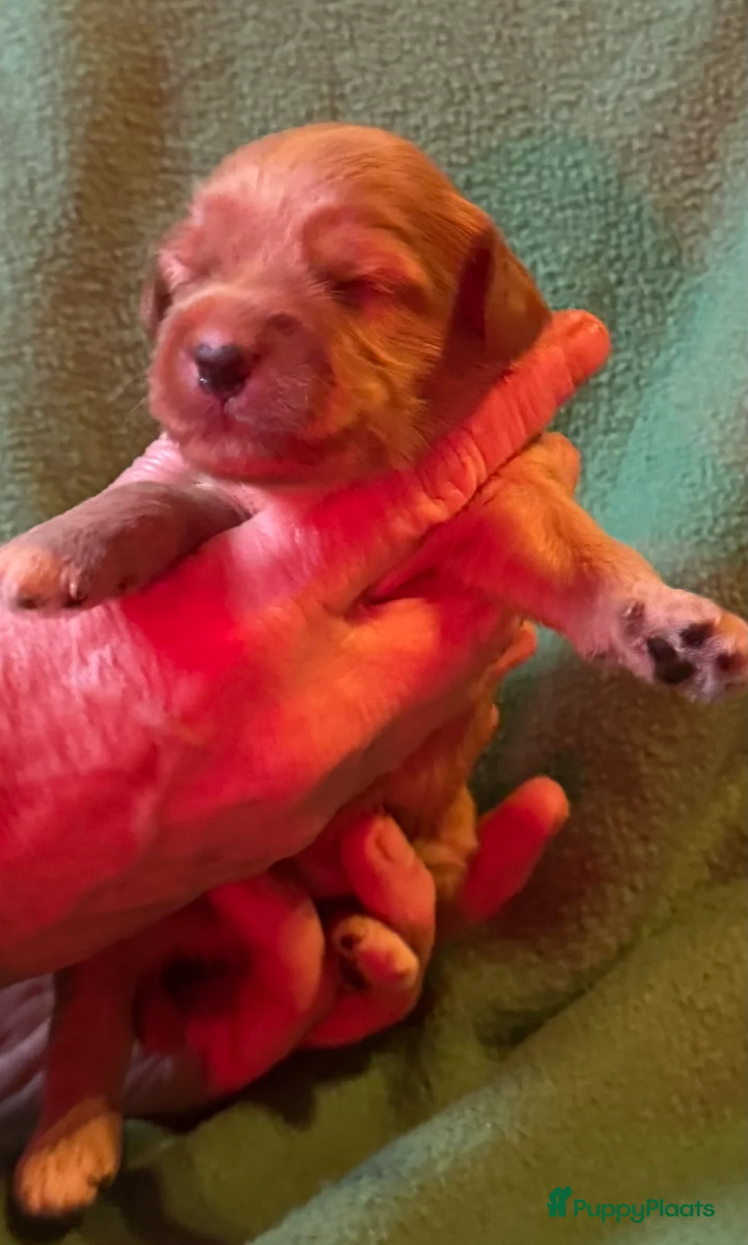 Australian Labradoodle honden te koop: Te koop mini Australian Labradoodles met stamboom - Advertentie 9