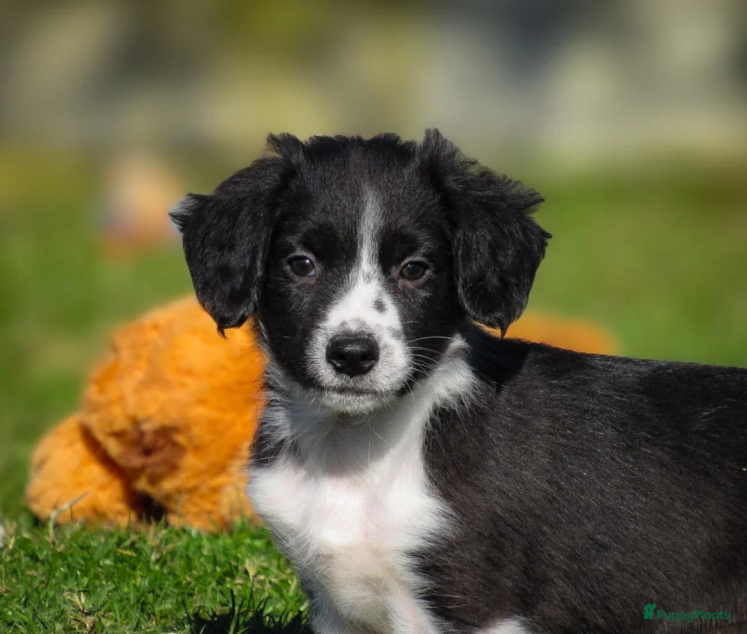 Border Collie honden te koop: Enthousiaste border collie x friese stabij pups  - Advertentie 2