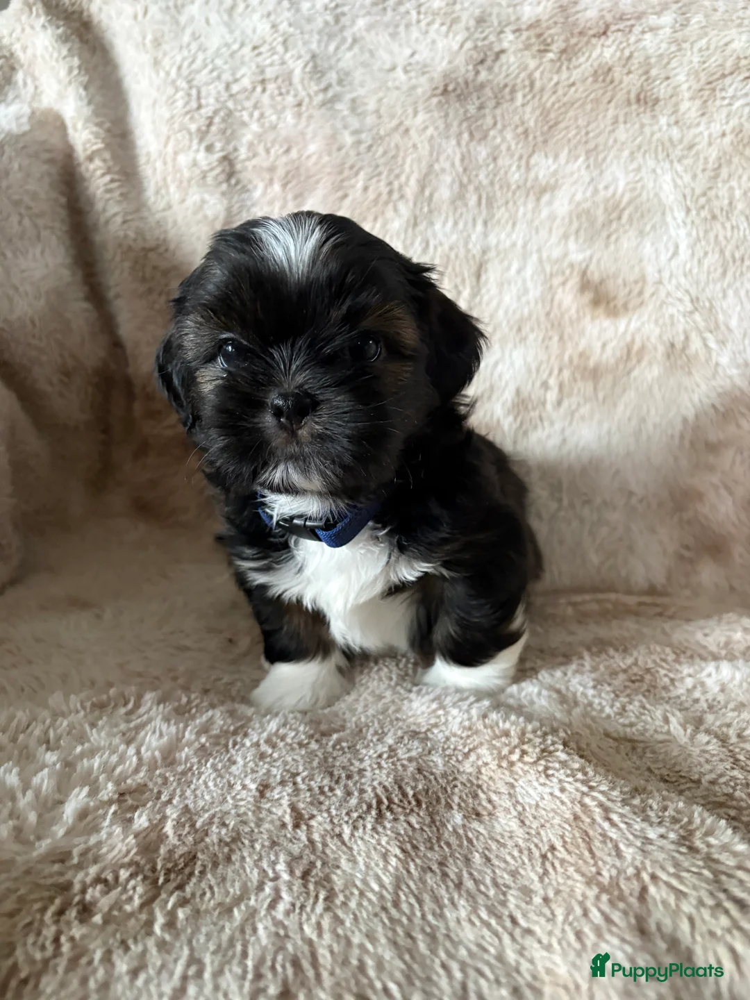 Shih Tzu honden te koop: Shih Tzu pups  - Advertentie 10