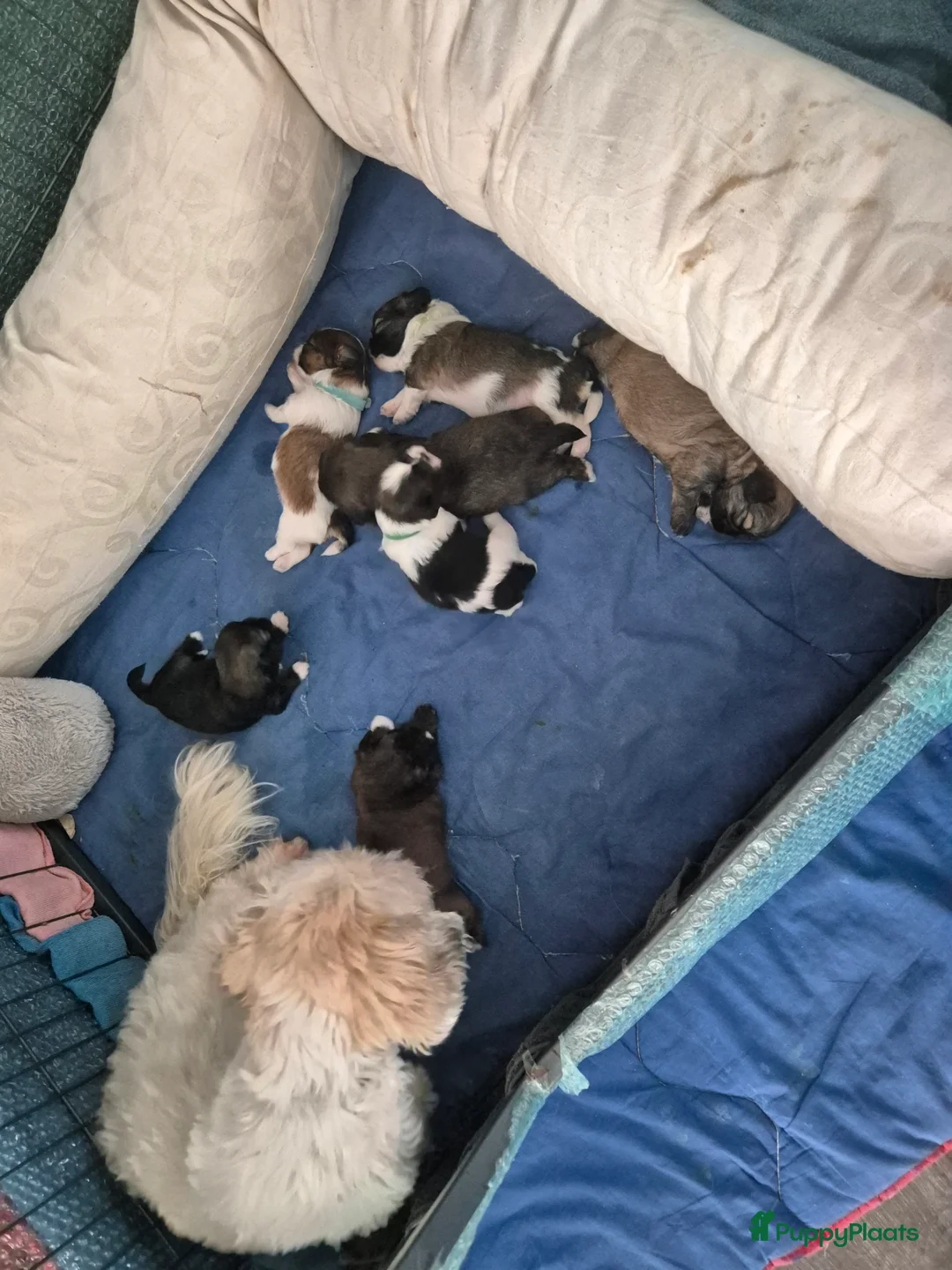 Shih Tzu honden te koop: Ras thi zhu - Advertentie 2
