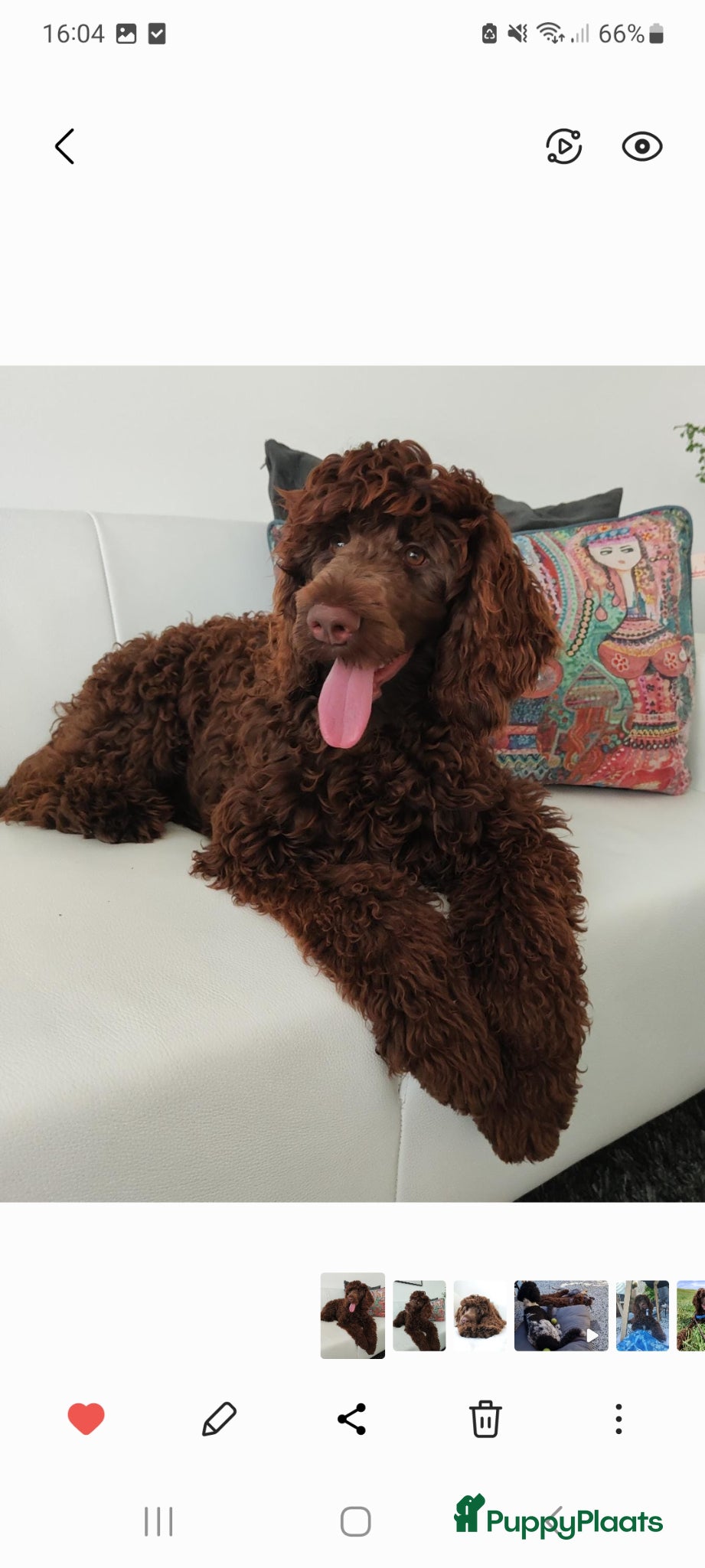 Australian Labradoodle honden te koop: Australian Labradoodle pups - Advertentie 1