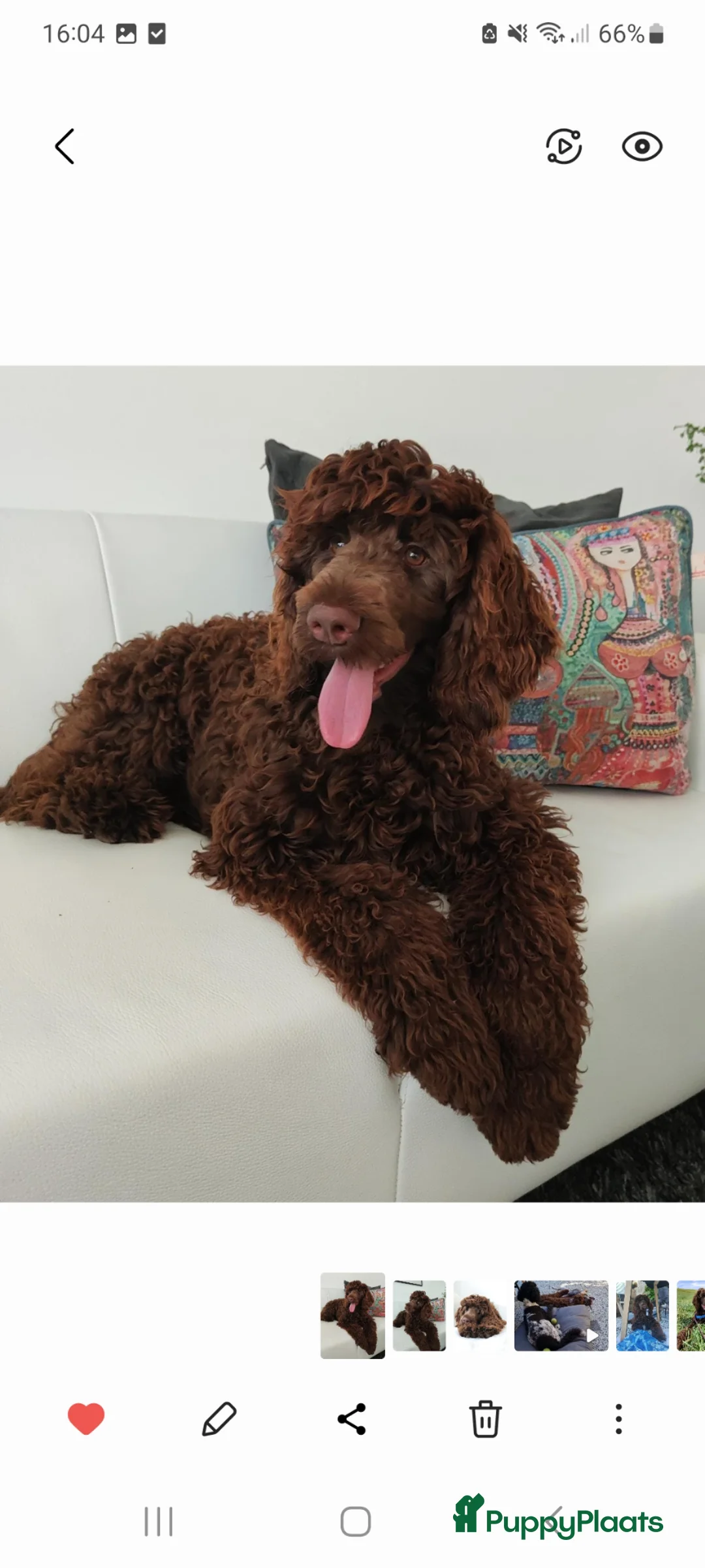 Australian Labradoodle honden te koop: Australian Labradoodle pups - Advertentie 1