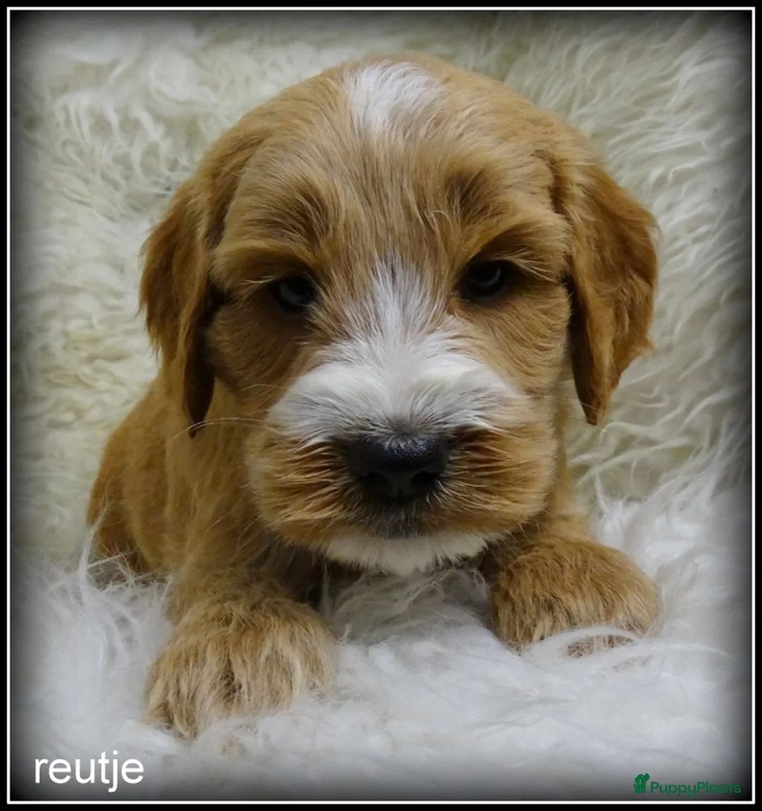 Cockapoo honden te koop: Cockapoo pups - Advertentie 4