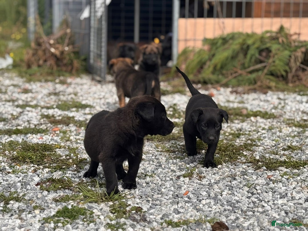 Mechelse Herder honden te koop: Pups van Mechelse en Siberische helders - Advertentie 1