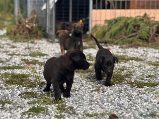 Mechelse Herder honden Pups van Mechelse en Siberische helders - Advertentie 6