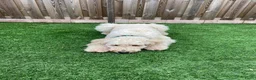 Goldendoodle honden te koop: Standaard goldendoodle pups fleece vacht - Advertentie 16
