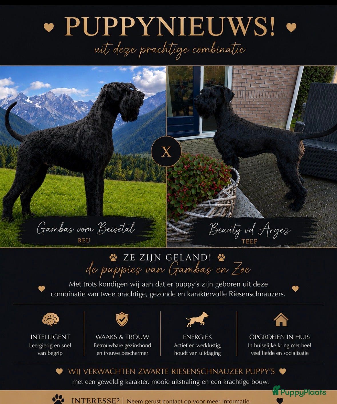 Riesenschnauzer honden te koop: Riesenschnauzer puppy’s mer stamboom - Advertentie 6
