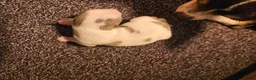 Chihuahua honden te koop: Chihuahua pups - Advertentie 8