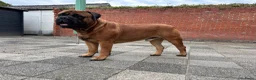 Bullmastiff honden ter dekking: Bullmastiff Dekreu - Advertentie 5