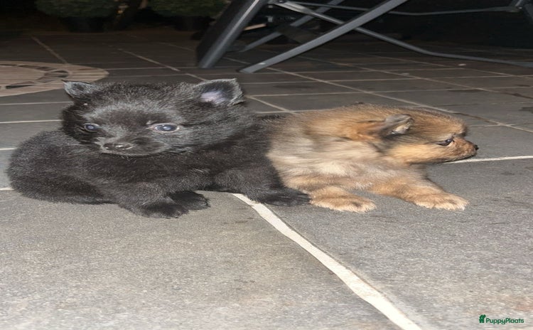 Pomeriaan honden - Advertentie 1