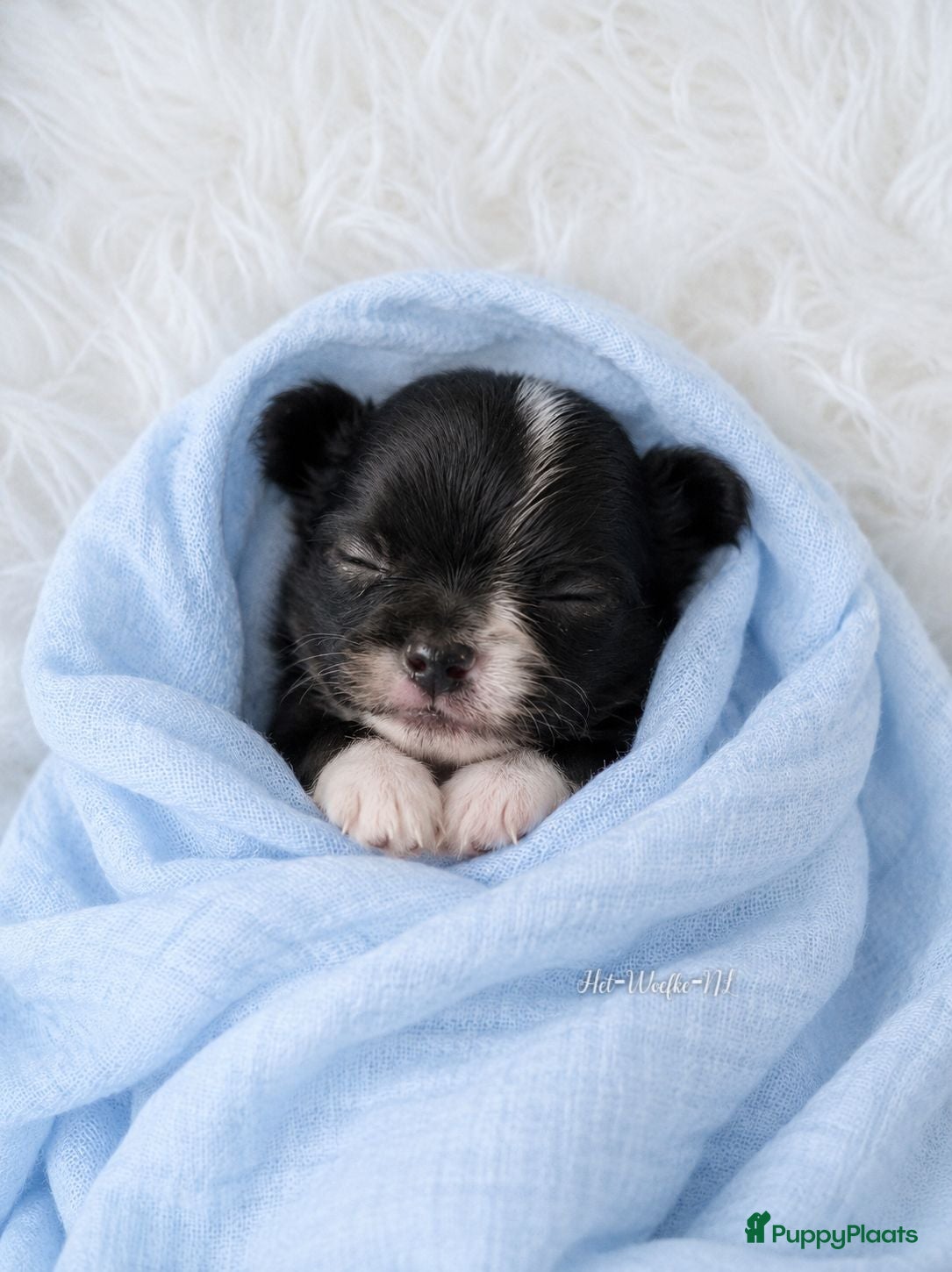 Chihuahua honden Chihuahua pup van geteste ouders - Advertentie 1