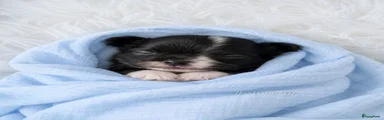Chihuahua 1