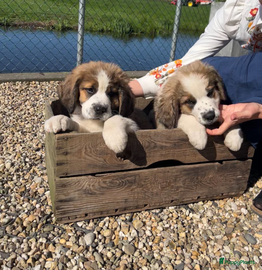 Kruising honden Super lieve Sint Berner pups - Advertentie 1