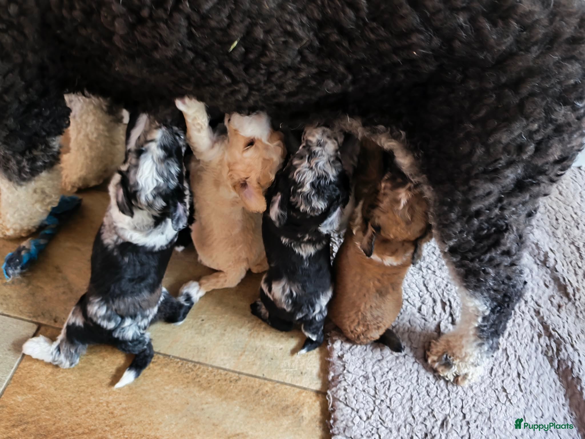 Bernedoodle honden unieke Bernedoodle pups - Advertentie 2