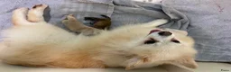 Pomeriaan honden te koop: 2 Prachtige pomeriaan pups🩷💙 - Advertentie 5
