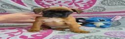 Boxer honden te koop: Boxer puppy's - Advertentie 9