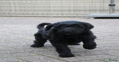 Kruising honden - Advertentie 3
