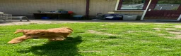 Australian Labradoodle honden te koop: Schitterende labradoodles - Advertentie 26