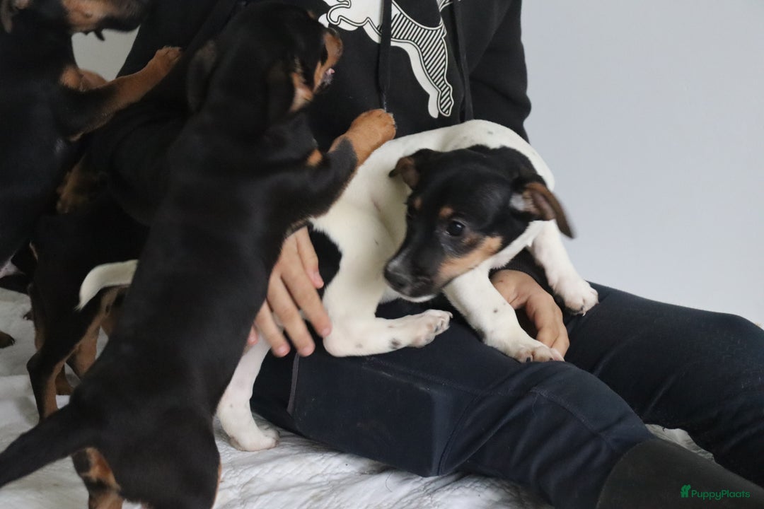 Jack Russel Terriër honden te koop: lieve Jack Russel pups  - Advertentie 5