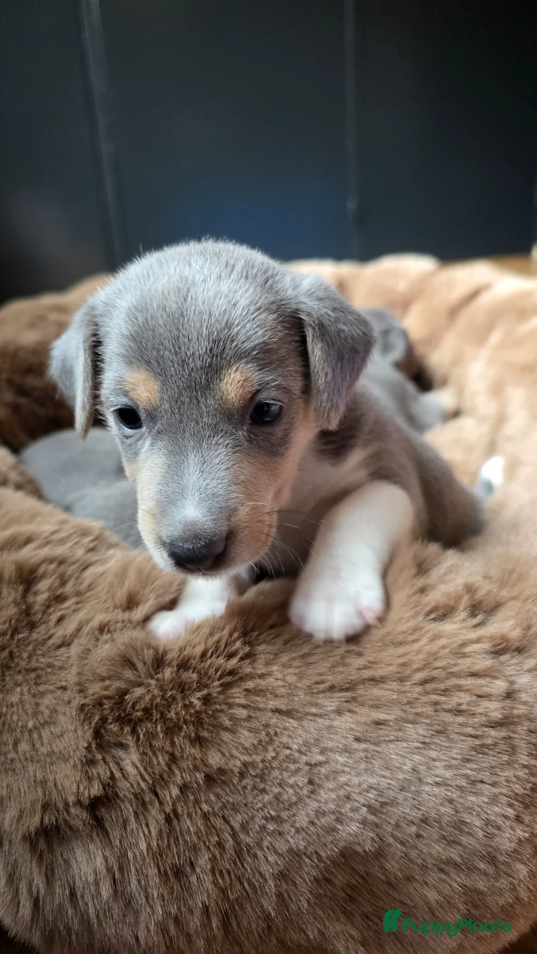 Jack Russel Terriër honden te koop: Prachtig nestje Jack Russell pups - Advertentie 2