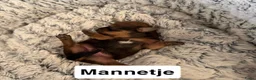 Kruising honden te koop:  Dwergpincher x Chihuahau X Kaninchenteckel pups. - Advertentie 10