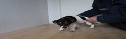 Jack Russel Terriër honden te koop: Mega Mooie jacks te koop - Advertentie 5