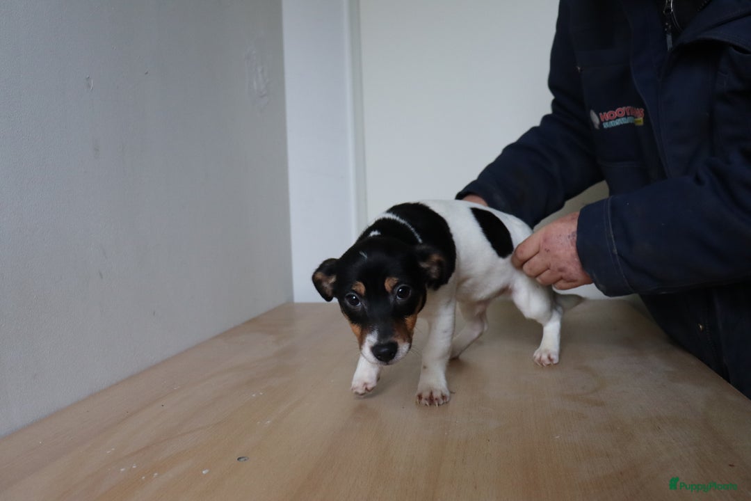 Jack Russel Terriër honden te koop: Mega Mooie jacks te koop - Advertentie 5